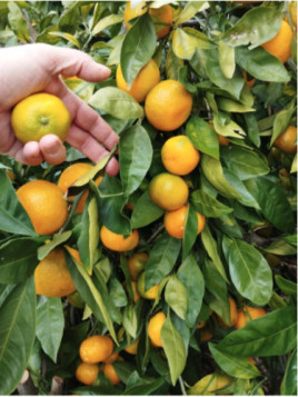 Citrus x unshiu 'Otidji' / Mandarinier satsuma