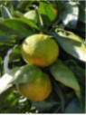 Citrus x unshiu 'Iwasaki®' / Mandarinier satsuma