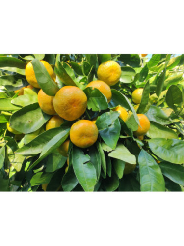 Citrus x unshiu 'Hashimoto'  / Mandarinier satsuma