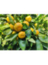 Citrus x unshiu 'Hashimoto'  / Mandarinier satsuma