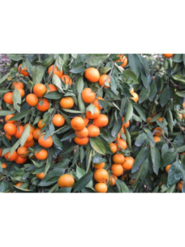 Citrus x unshiu 'Silverlhai' / Mandarinier satsuma