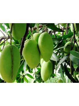 Mangifera indica 'Ataulfo' / Manguier