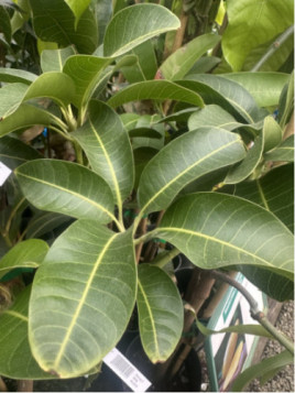 Mangifera indica 'Gomera' Manguier de semi