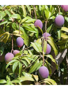 Mangifera indica 'Irwin' / Manguier