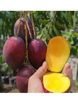 Mangifera indica 'Irwin' / Manguier