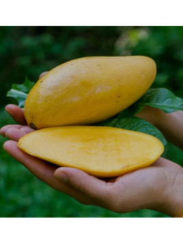 Mangifera indica 'Nam dok Maï' / Manguier