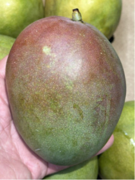 Mangifera indica 'Kent' / Manguier
