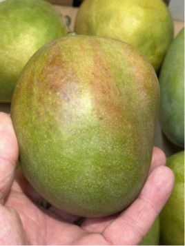 Mangifera indica 'Kent' / Manguier