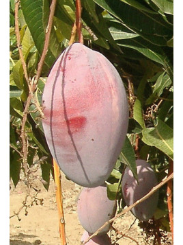 Mangifera indica 'Osteen' / Manguier