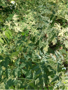 Melia azedarach 'Jade Snowflake'