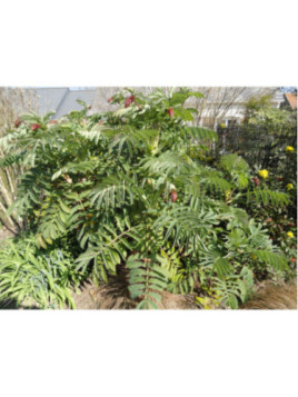 Melianthus Major - Grande Melianthe