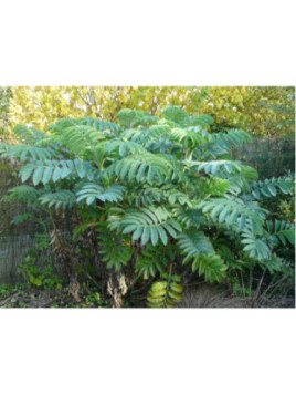 Melianthus Major - Grande Melianthe