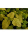 Melisse citronelle - Melissa officinalis