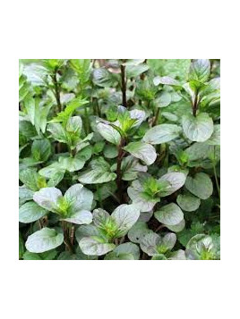 Mentha citrata 'Bergamote' / Menthe bergamote