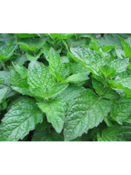 Mentha X Piperita F. Citrata 'Grapefruit' / Menthe pamplemousse