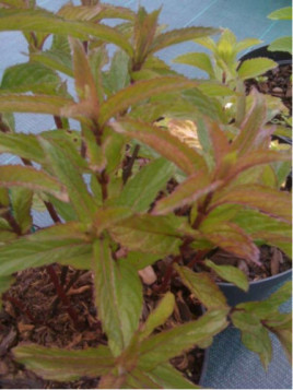 Menthe poivrée - Mentha × piperita