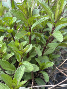 Menthe poivrée - Mentha × piperita