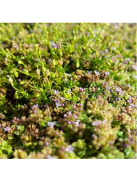 Menthe rampante - Menthe Corse - Menthe requienii