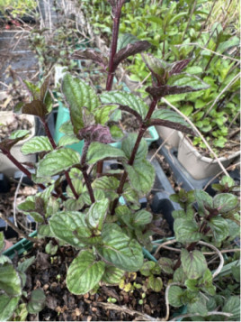 Menthe réglisse - Mentha x piperita 'réglisse'