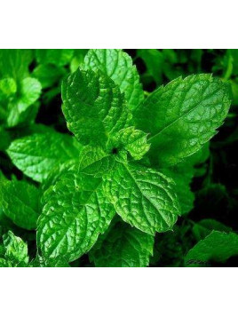Menthe verte - Mentha spicata