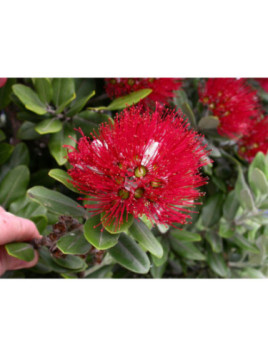 Metrosideros thomasii