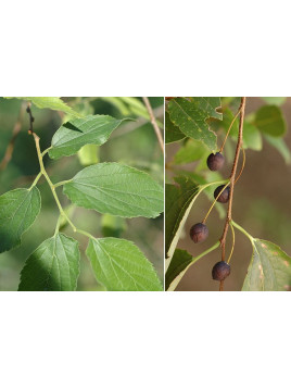 Celtis australis (Micoucoulier de provence)