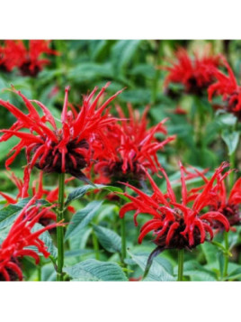 Monarde didyma / Monarde bergamote