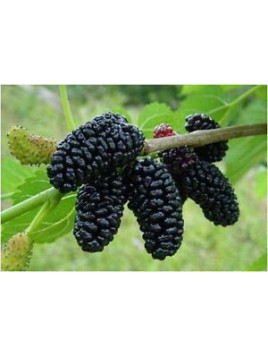 Morus alba 'Giant Fruit' / Mûrier