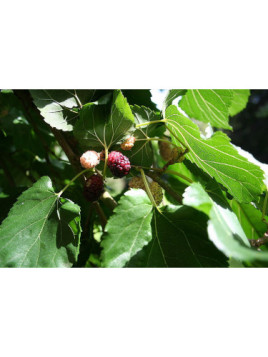 Morus alba 'Giant Fruit' / Mûrier