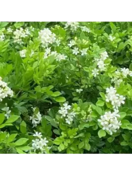 Murraya paniculata – Oranger Jasmin ou Faux Oranger Tropical