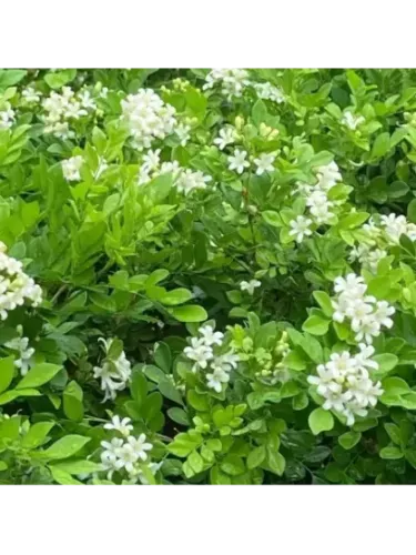 Murraya paniculata – Oranger Jasmin ou Faux Oranger Tropical