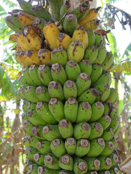 Musa '1000 fingers - Musa chiliocarpa - Musa 'Pisang seribu'