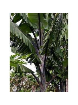 Musa balbisiana 'Thai black'* ('Altia black'*) / Bananier