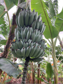 Musa ice cream - blue java ( le vrai )