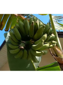 Musa 'Dwarf brazilian'*  / Bananier fruit