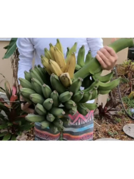 Musa 'Dwarf brazilian'*  / Bananier fruit