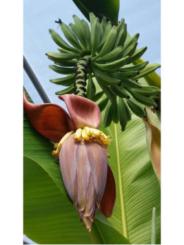 Musa 'Himalayan fruit®'* / Bananier rustique fruitier