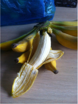 Musa 'Dajiao' / Bananier 'rustique' fruitier