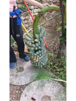 Musa 'Dhusray'* / Bananier fruitier