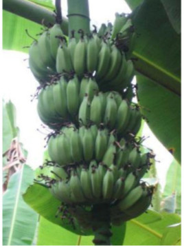 Musa dwarf Namwah kohm 'Pisang awak' (bananier fruitier)