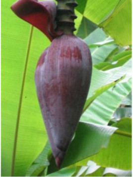 Musa dwarf Namwah kohm 'Pisang awak' (bananier fruitier)