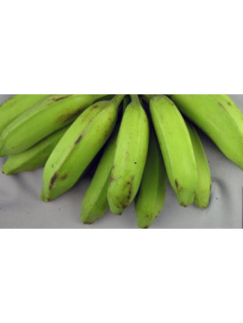 Musa Dwarf Orinoco* (bananier fruitier)