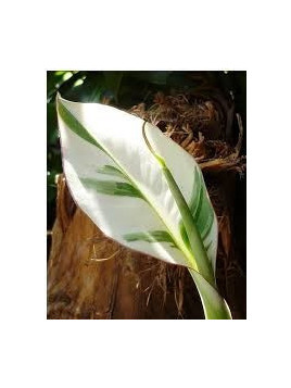 Musa 'Florida'* / Bananier (panaché)