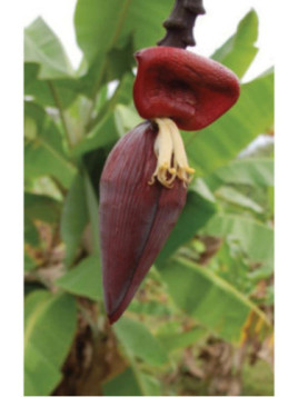 Musa figue sucrée, Bananier frecinette (bananier fruitier)