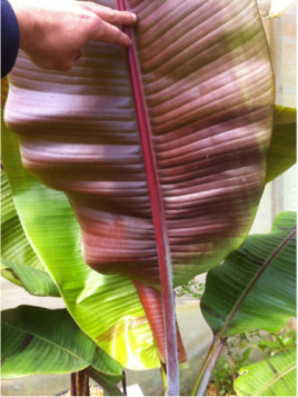 Musa 'Helen's hybride selection®' / Bananier rustique