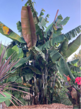 Musa 'Helen's hybride selection®' / Bananier rustique