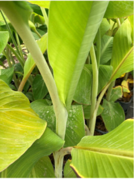 Musa 'Himalayan mountain®' / Bananier fruitier*