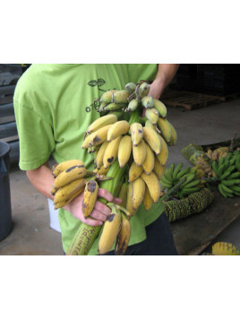 Musa Ice Cream U.S.A. * (bananier fruitier)