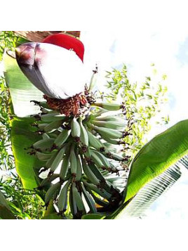 Musa Ice Cream U.S.A. * (bananier fruitier)