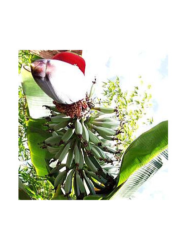 Musa Ice Cream U.S.A. * (bananier fruitier)